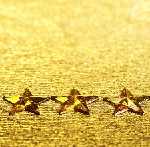 stars-michael-j